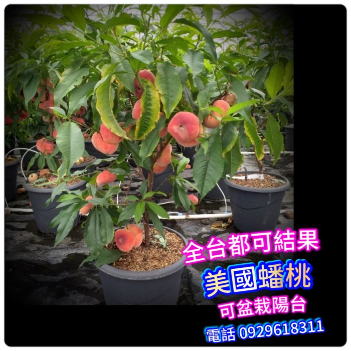 美國蟠桃Flat peach【嫁接款】約一年結果【滿5棵免運+買五送一】