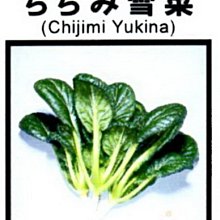【野菜部屋~中包裝】A14 日本雪菜種子30公克 , 好吃 , 甜 , 容易種植 , 每包180元~