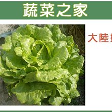 【蔬菜之家滿額免運00A19】大包裝.大陸妹種子55克(約4萬顆)(日本進口大陸A菜.蔬菜種子)※請選超商或宅配※