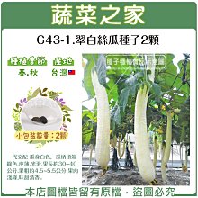 【蔬菜之家滿額免運】G43-1.翠白絲瓜種子2顆//一代交配 瓜身白色，瓜柄頂端綠色，皮薄，光滑，果長約30~40公分