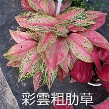 花花世界-觀葉植物 ** 彩雲粗肋草**-吉利粗肋草6吋盆/高25-35cm/讓空氣變新鮮/MA