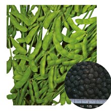 【野菜部屋~大包裝】J27 黑寶毛豆種子600公克 , 元氣聖品 , 營養高 , 每包380元 ~