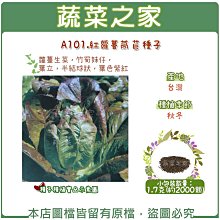 【蔬菜之家滿額免運】A101.紅蘿蔓萵苣(紅羅美.紅蘿美)種子1.7克(約2000顆)(蘿蔓生菜 ，竹筍妹仔，葉立，半結球狀