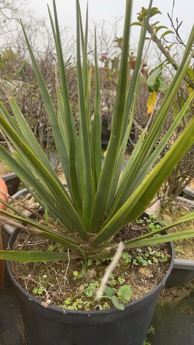 索科特拉龍血樹（Dracaena cinnabari）