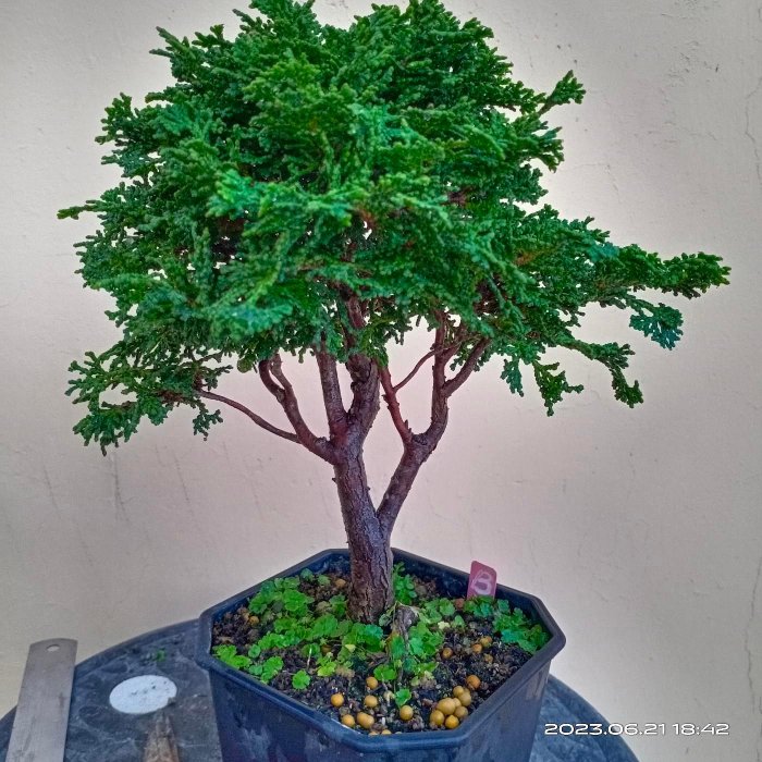 日本津山檜木小品盆栽B】樹高：21公分～很美的中出枝、直幹樹體→枝點 
