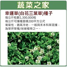 【蔬菜之家滿額免運00M09-1】大包裝.幸運草(白花三葉草)種子100克※此商品運費請選宅配※