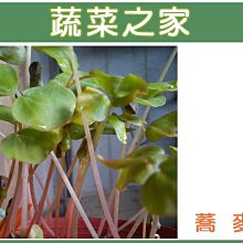 【蔬菜之家滿額免運】J06.蕎麥種子30克(芽菜種子)