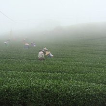 【茶葉館】茶農直營~梨山.福壽梨山四大茶區四合一試喝組合~免運特價!!!