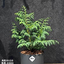 芯晨花園桃園三民店 藍羽柏/全新荷蘭製盆器/高品質乾淨介質不生蟲/風水用樹/各式陽台盆栽獨家專業販售現貨