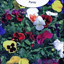 【野菜部屋~】Y84 三色堇Pansy~~天星牌原包裝種子~每包17元~