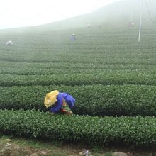 【茶葉館】茶農直營【阿里山石棹金萱茶】天然奶香濃郁 霜氣佳 甜水好喝唷..免運...