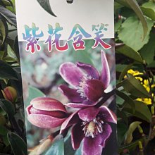 圍籬 ** 紫花含笑 **  8吋盆  / 新品上市公司香氣濃郁/【花花世界玫瑰園】