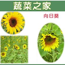 【蔬菜之家滿額免運】H01.向日葵種子150顆(美化綠化環境作物.花卉種子)