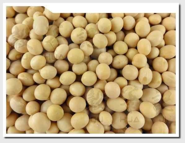 黃豆 (非基改) 加拿大黃豆 SOYBEAN - 300g 穀華記食品原料