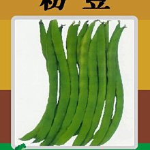【野菜部屋~】J03 圓莢粉豆(醜豆)種子18.5公克 , 嫩莢口感豐富 , 每包15元~