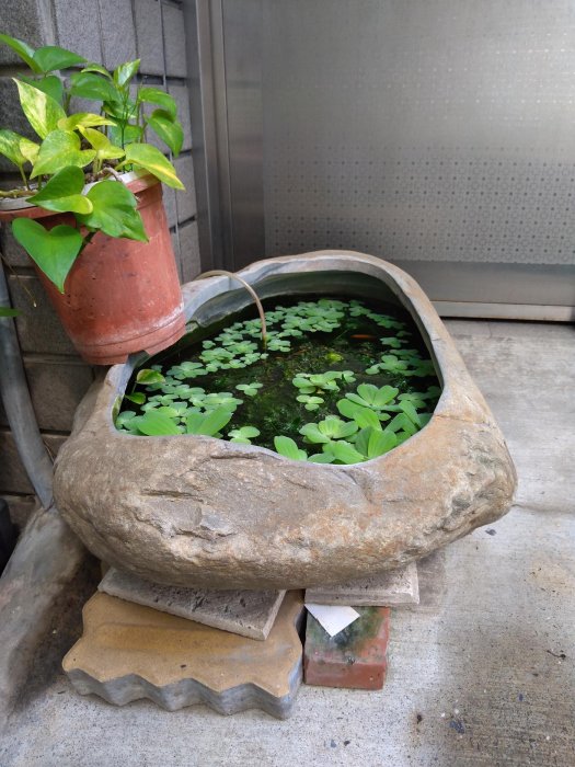 禎安丹雜藝~大型原石魚缸 大石頭植栽 花器花盆  贈 ~水芙蓉植物+水草+金玫瑰魚