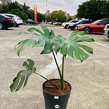 芯晨花園桃園三民店 龜背芋/龜背葉/電信蘭/室內及陽台用盆栽/銷售快速下標前請先確認是否現場還有現貨/宅配限北部地區