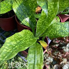 花花世界_常綠植物*虎斑木*5吋盆/高30-35cm/MA*葉有微焦葉，在意者勿下單*