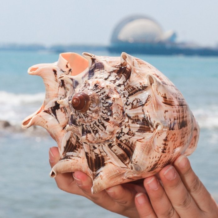 【熱賣精選】帝王芋螺天然超大貝殼海螺水族魚缸裝飾地中海家居收藏擺件標本特價