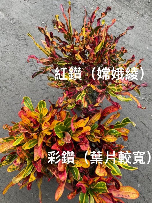 花花世界-圍籬植物 **紅鑽變葉木** 嫦娥綾變葉木5-6吋盆/高15-25公分 / 葉形葉色富於變化/MA