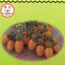 【野菜部屋~蔬菜種子】L38 甘珍小蕃茄種子 150粒 , 耐熱性強 , 產量高 , 每包160元 ~