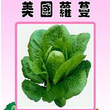 【野菜部屋~】B18 美國直立萵苣種子25公克, 綠蘿蔓 , 容易栽培 , 每包165元~