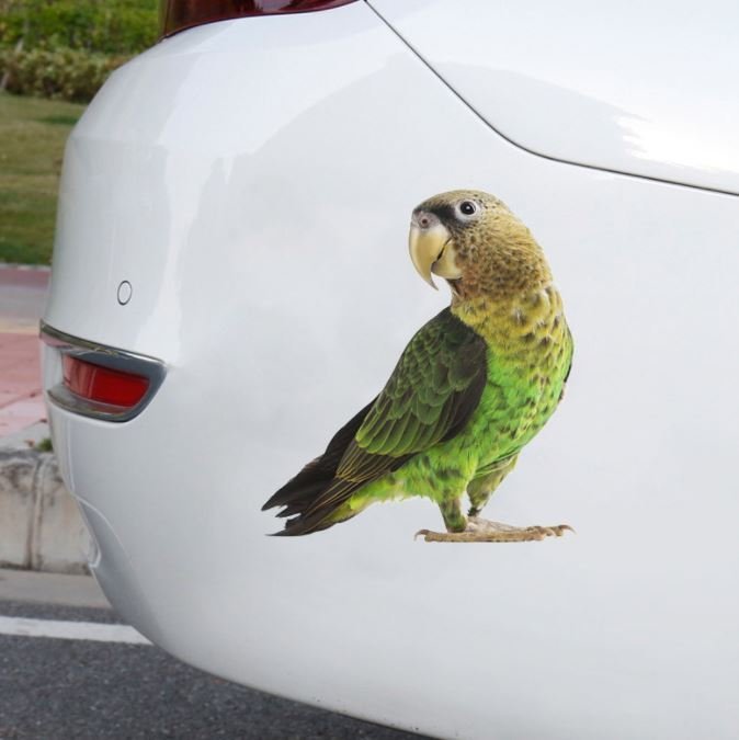 沛恩精品 可愛3D鸚鵡車貼個性車貼 車尾貼 汽車貼紙 HONDA RAV4 CROSS ALITS FORD KUGA