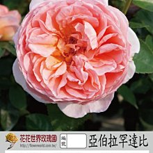 花花世界_玫瑰苗--亞伯拉罕達比，Abraham Darby--強香耐熱/7吋盆/高35-40公分*超取限單盆*