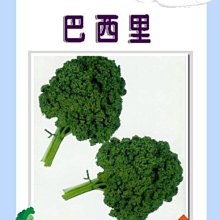 【野菜部屋~】O03 日本巴西里種子0.7公克 , 俗稱荷蘭芹 , 每包15元~