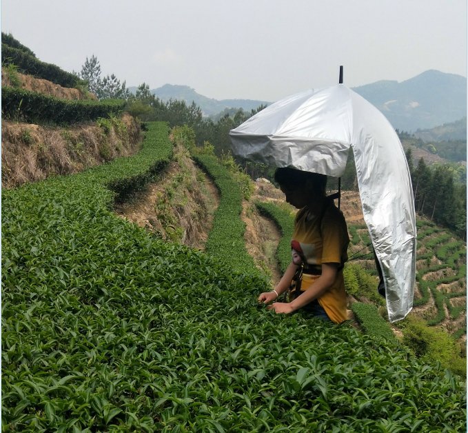 採茶傘可揹傘防曬摺疊雨傘雙層大號遮陽釣魚傘戶外垂釣可揹式傘帽