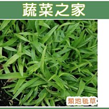 【蔬菜之家滿額免運00M03-3】類地毯草種子500克(用於庭園草坪.運動場.滑草場)※此商品運費請選宅配