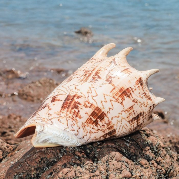 【熱賣精選】帝王芋螺天然超大貝殼海螺水族魚缸裝飾地中海家居收藏擺件標本特價