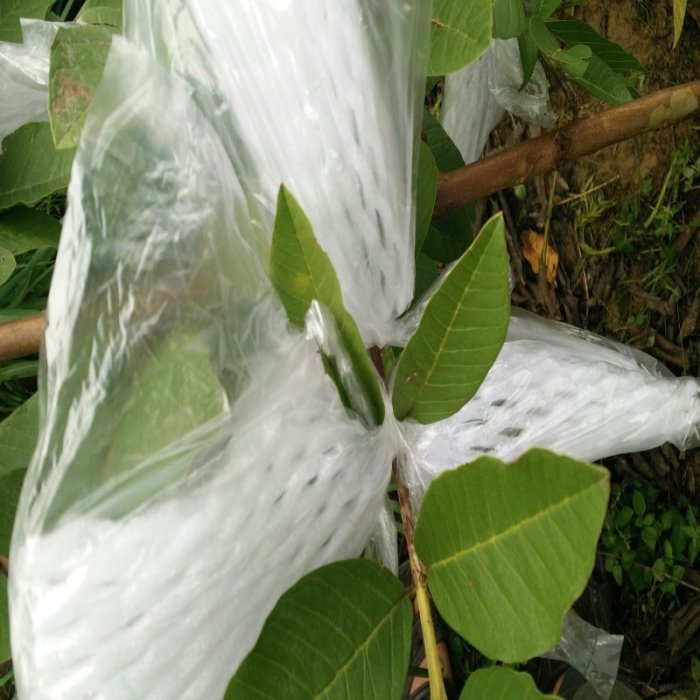 上新 包郵芭樂套袋番石榴套袋水果專用袋網有耳防蟲包裝套袋加厚款套袋防蟲袋~特賣