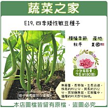 【蔬菜之家滿額免運】E19.四季矮性敏豆種子7克(約30顆)(無藤蔓，長勢強，生長迅速，株高約45公分，莢長約15公分)