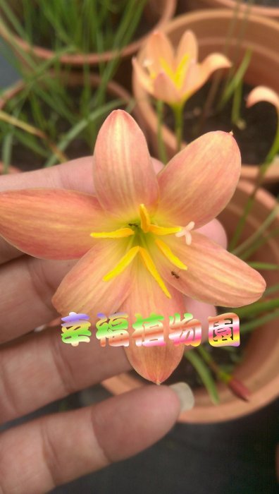 [幸福植物園]風雨蘭 四色菊 Zephyranthes Sisaket(有香味)