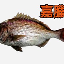 石斑魚餌- 優惠推薦- 2024年4月