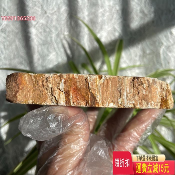 ex316 馬達加斯加漂亮的木化石片擺件，很稀有的花朵狀圖案