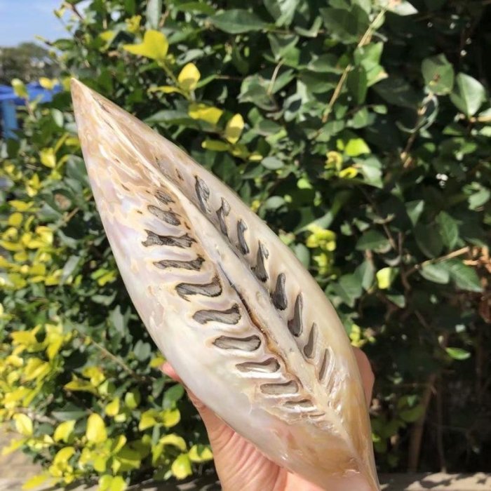 【熱賣精選】天然貝殼海螺雙面珍珠蚌殼地中海家居創意收藏擺件魚缸*特價