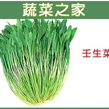 【蔬菜之家滿額免運】A38.壬生菜種子500顆(日本進口野菜.可烹煮或釀製 .味道有芝麻香味中帶些辣味.蔬菜種子)