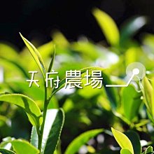 【茶葉館】特選112年春茶上市「天府農場高冷烏龍】搶鮮上市喽..2400/斤再免運啦...