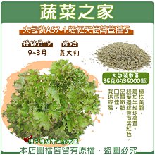 【蔬菜之家滿額免運00A57-1】大包裝.粉紅天使萵苣種子35克(約35000顆)※不適用郵寄掛號※