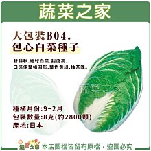 【蔬菜之家滿額免運00B04】大包裝.包心白菜種子8克(約2800顆)※請選擇超商或宅配運送※