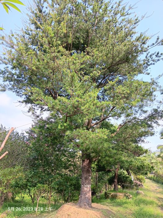 【竹林農莊】老松樹 ... 尺半面  短針 五葉松