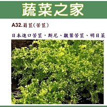 【蔬菜之家滿額免運】A32.菊苣(苦苣)種子1000顆(日本進口苦苣，斯尼、皺葉苦苣、明目菜.蔬菜種子)