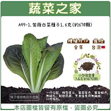 【蔬菜之家滿額免運】A49-1.紫薇白菜種子1.6克(約670顆)(一代交配，株型直立，葉面紫色，葉背綠色，耐熱抗病)