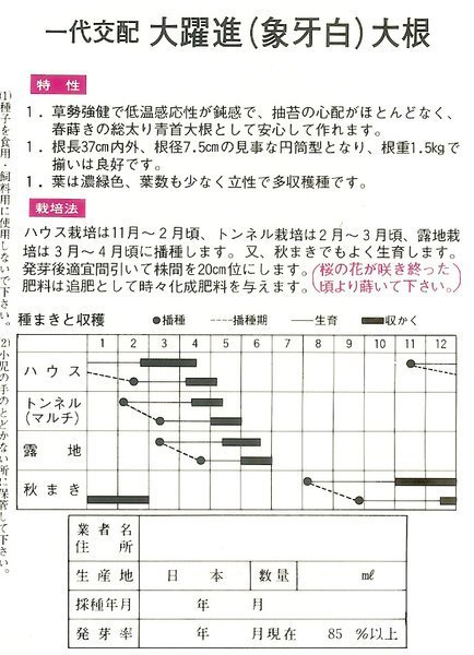 【蔬菜種子S247】大躍進象牙白長蘿蔔~~日本名種，是生長強健很好照  顧的品種。