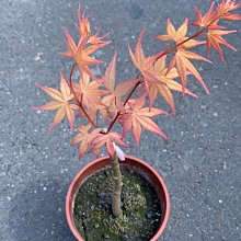 花花世界-楓葉-楓樹苗*楓樹(不挑品種，隨機出貨)*5吋盆/高15-30 cm/ 色彩豐富 /MA(限量特價)