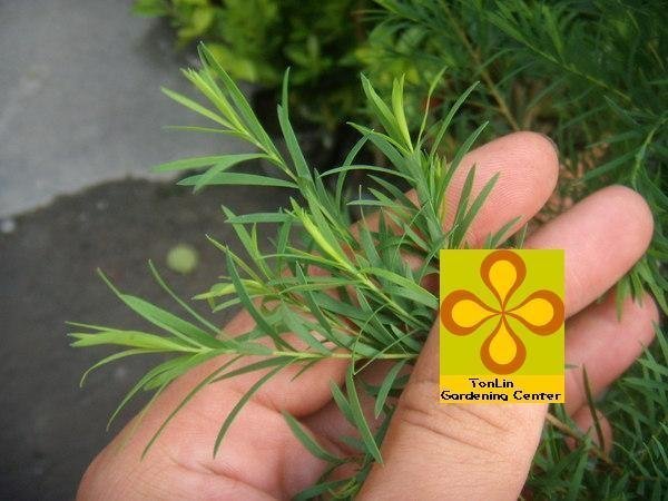 ╭☆東霖園藝☆╮香草植物( 澳洲茶樹 ) ---精油原料--