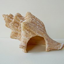 微笑的魚水族☆美國PENN-PLAX龐貝【精緻噴砂系列 RR1533 大海螺】約12cm