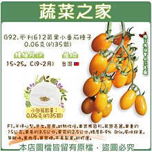 【蔬菜之家滿額免運】G92.凰利612黃果小番茄種子0.06克(約35顆)(F1,半停心型,早生,豐產,耐熱性佳)